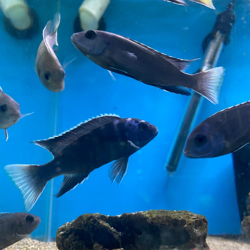 Pseudotropheus Acei Ngara White Tail