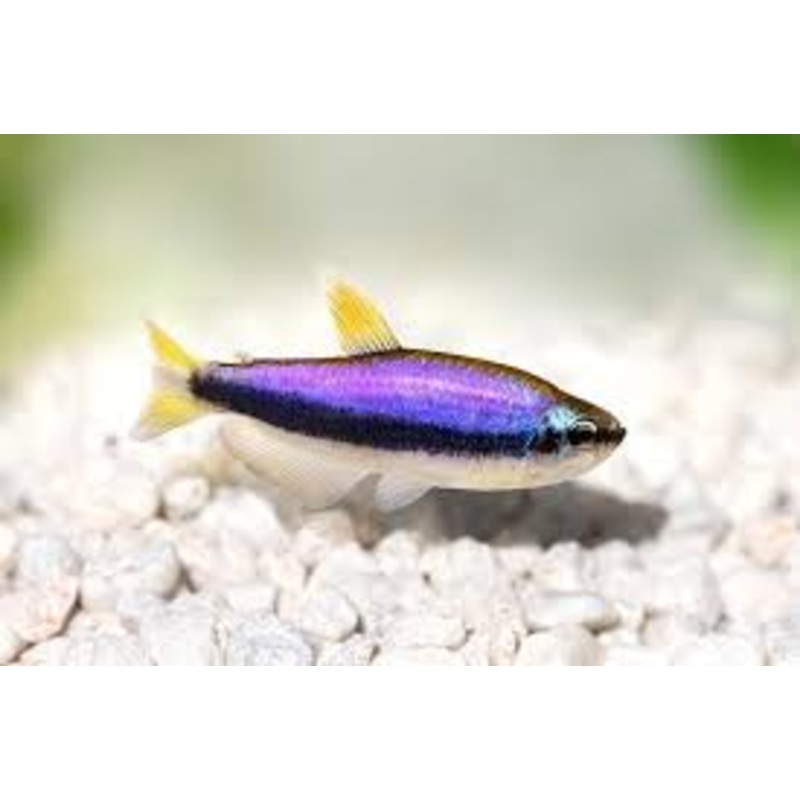 Purple Emperor Tetra (Kerri)