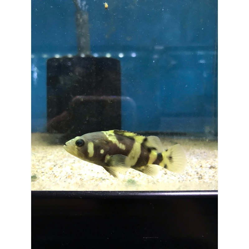 Queensland Bumblebee Grouper