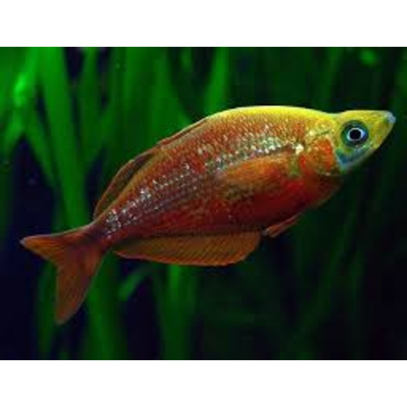Red Irian Rainbow (Glossolepis incisis)