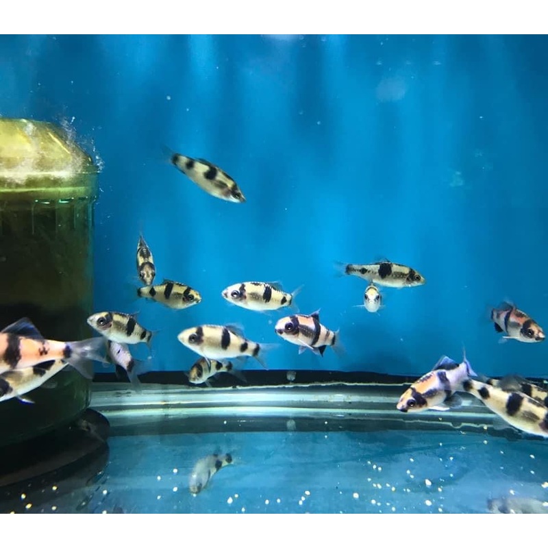 Red Melon Panda Barb