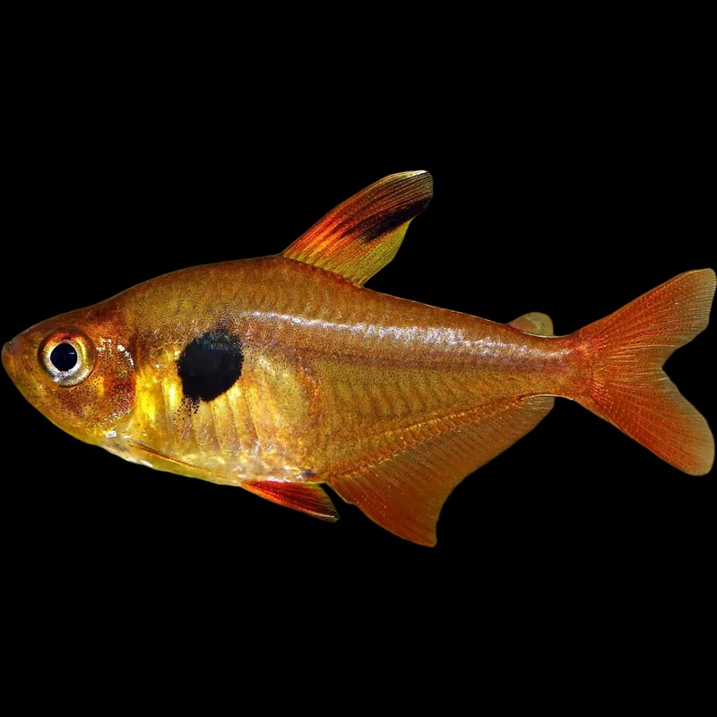 Red Phantom Tetra