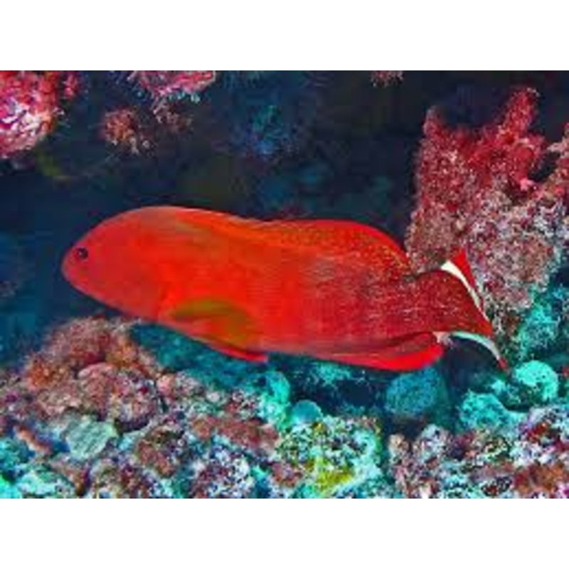 Red V-Tail Grouper (Cephalopholis urodelus)