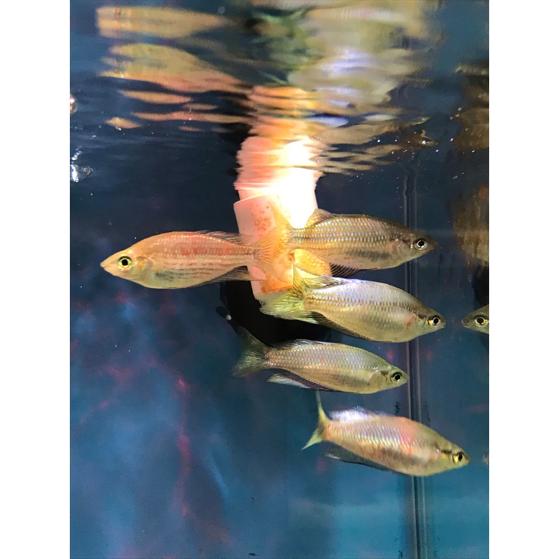 Rubrostriata Rainbowfish