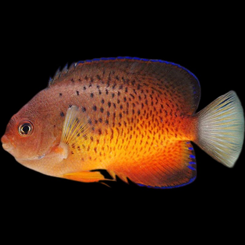 Rusty Angelfish (Centropyge ferrugatus)