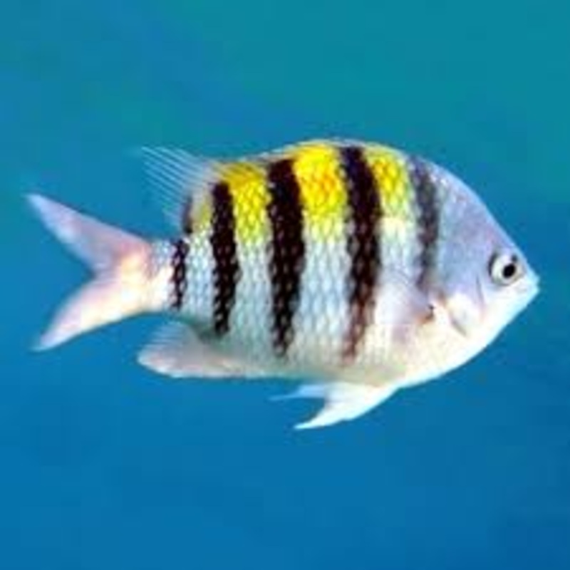 Sergeant Majors (Abudeduf saxatilis)