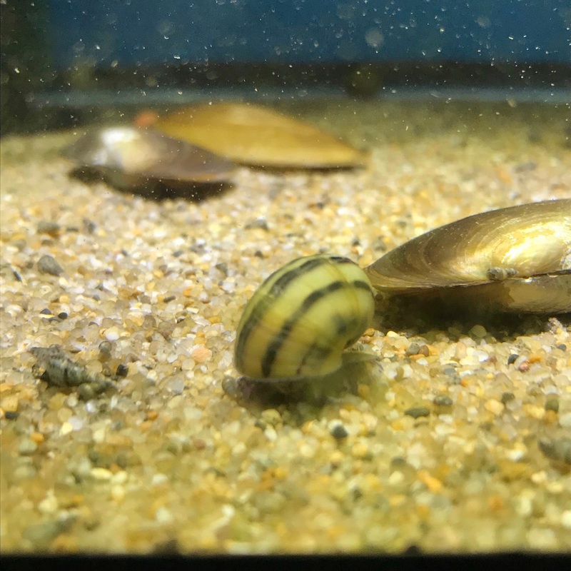 Spixi Striped Mystery Snail