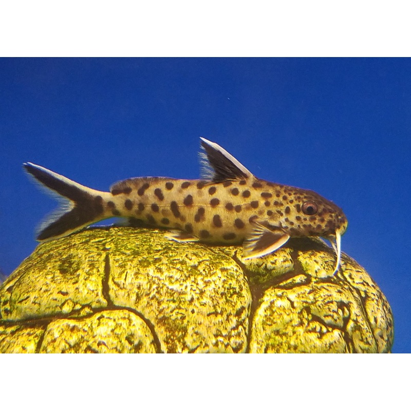 Synodontis Lucipinnis