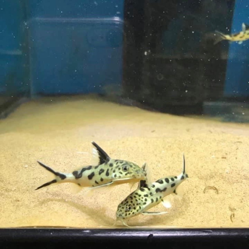 Synodontis Multipunctatus