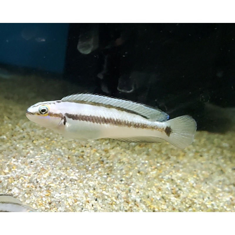 Telmatochromis Vittatus