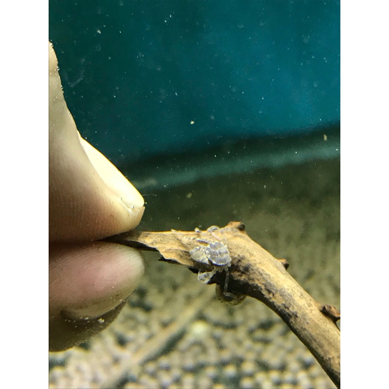 Thai Micro Crab