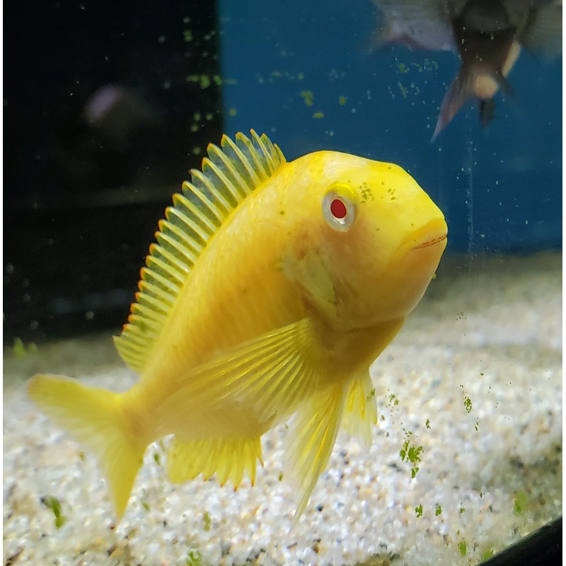 Tropheus Brichardi Albino Kipili