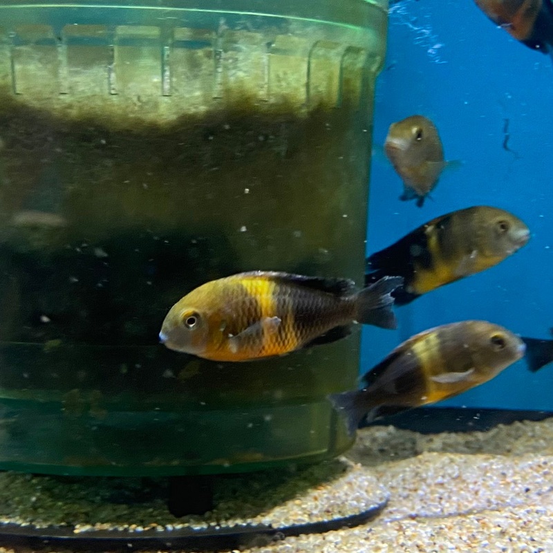 Tropheus Moorii Bemba Orange Flame