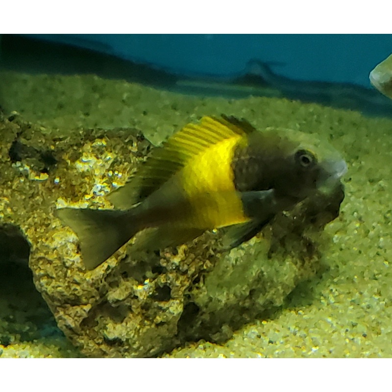 Tropheus Moorii Kiriza Kaiser