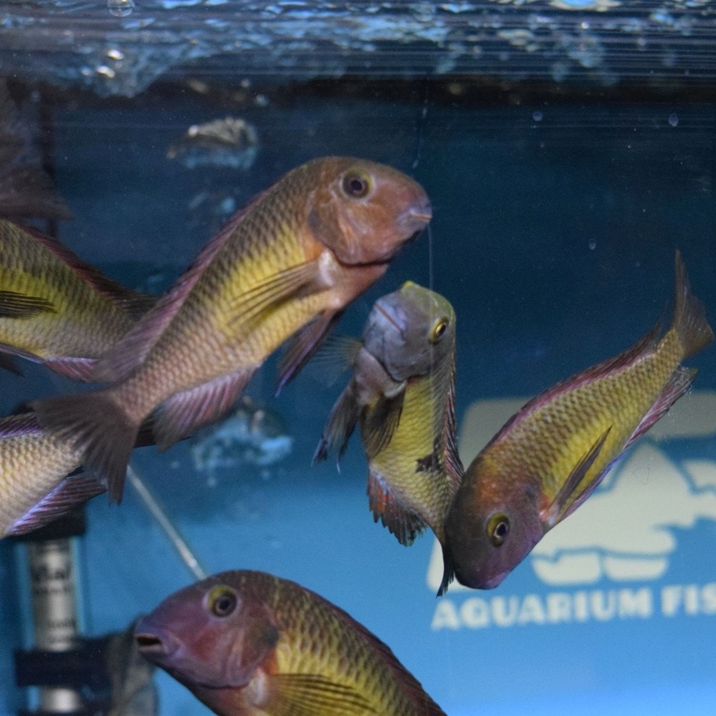 Tropheus Moorii Red Rainbow