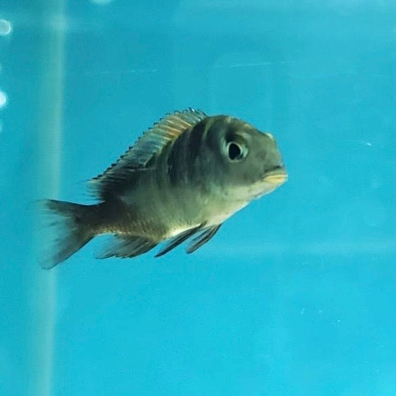 Tropheus Moorii Rutunga