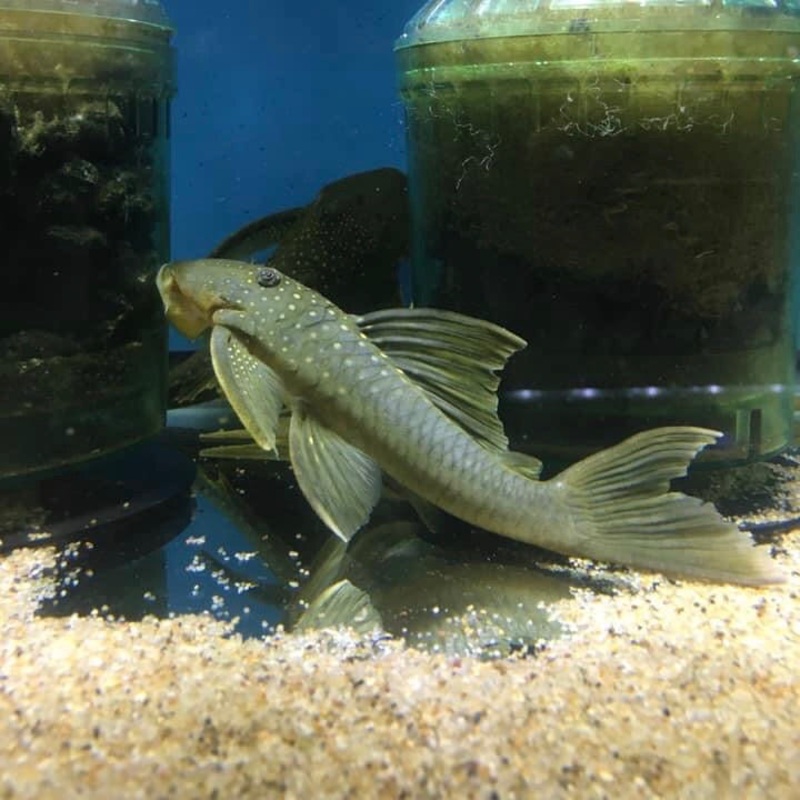 Yellow Phantom Pleco Hi Fin L200a 5-6"
