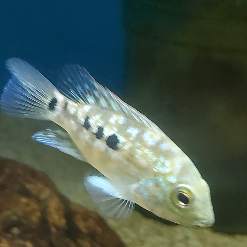 Yondu Texas Cichlid