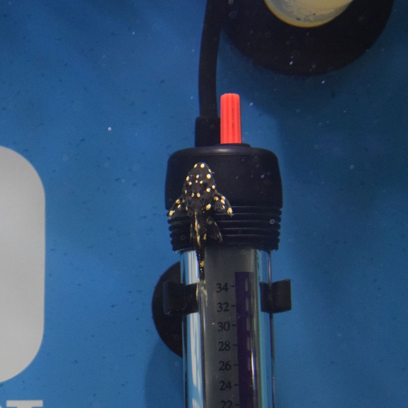 Adonis Pleco