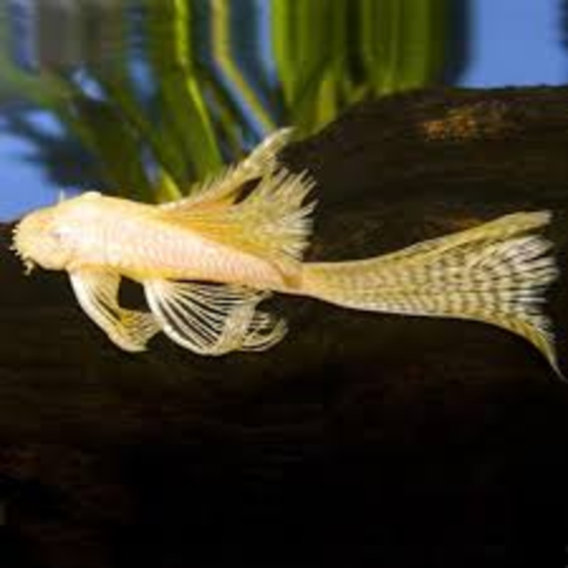 Albino Bushynose Pleco