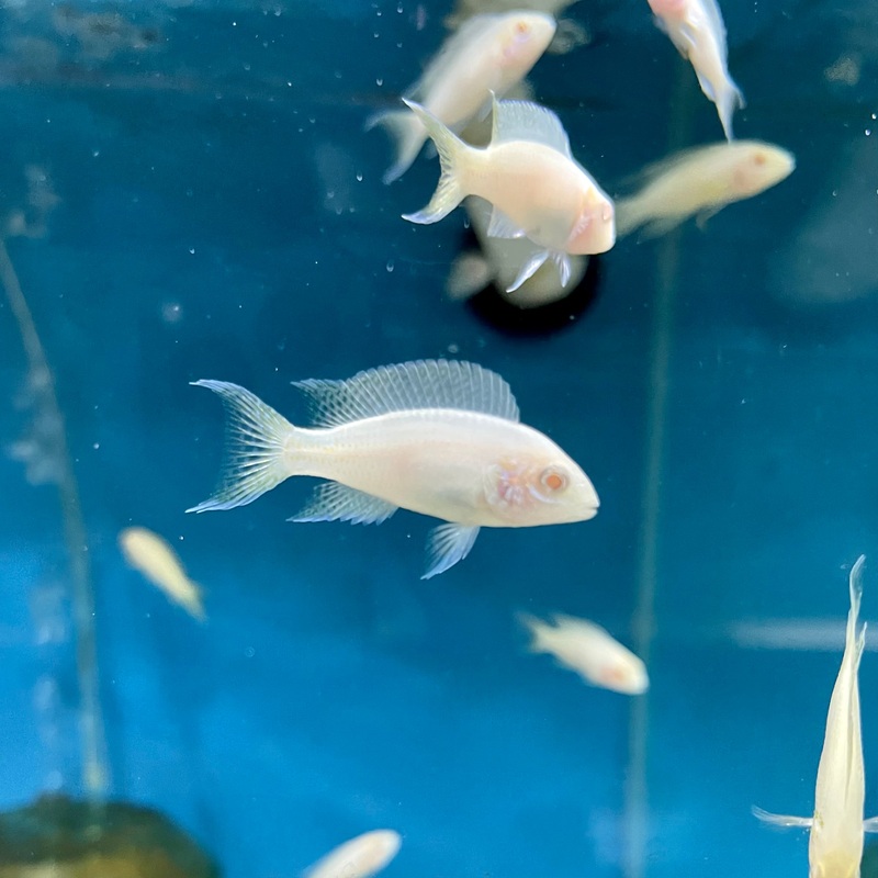 Albino Neolamprologus Brichardi