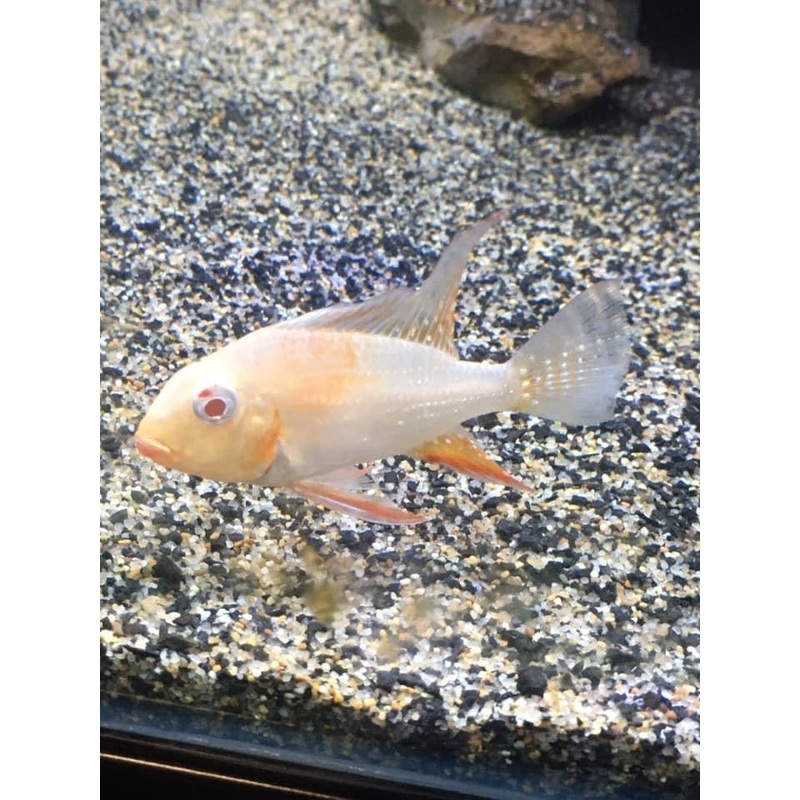 Albino Threadfin Acara Acarichthys Heckelii