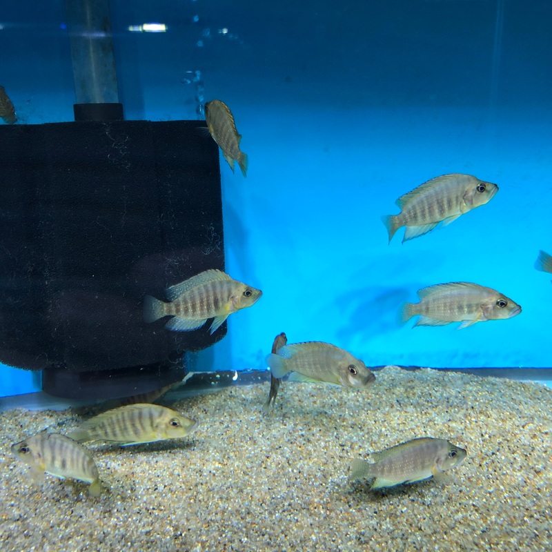 Altolamp Compressiceps Fire Fin  F1