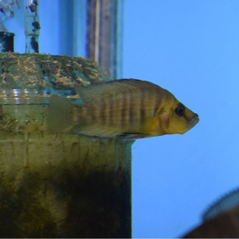 Altolamprologus Compressiceps Gold Head