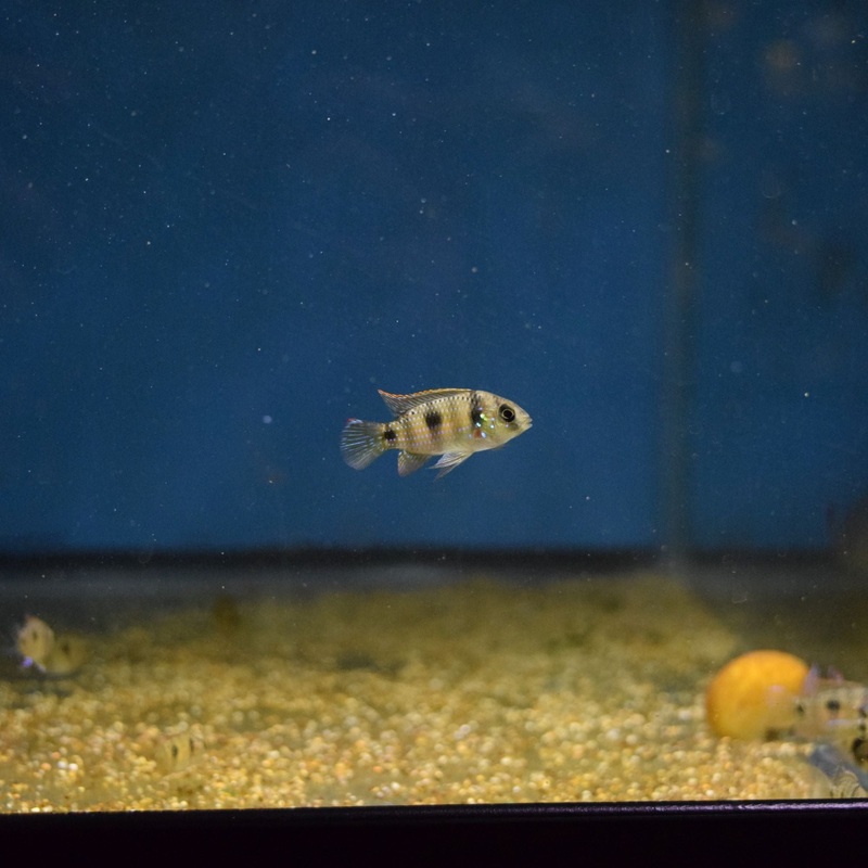 Anamalochromis Thomasi