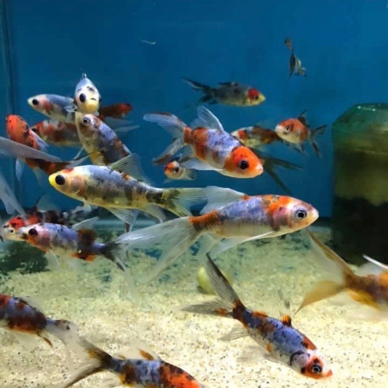 Assorted Calico Shubunkin Goldfish - 1 fish