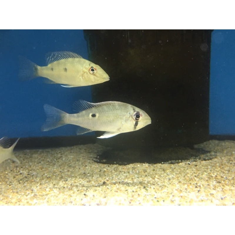 Biotodoma Cupido 2"