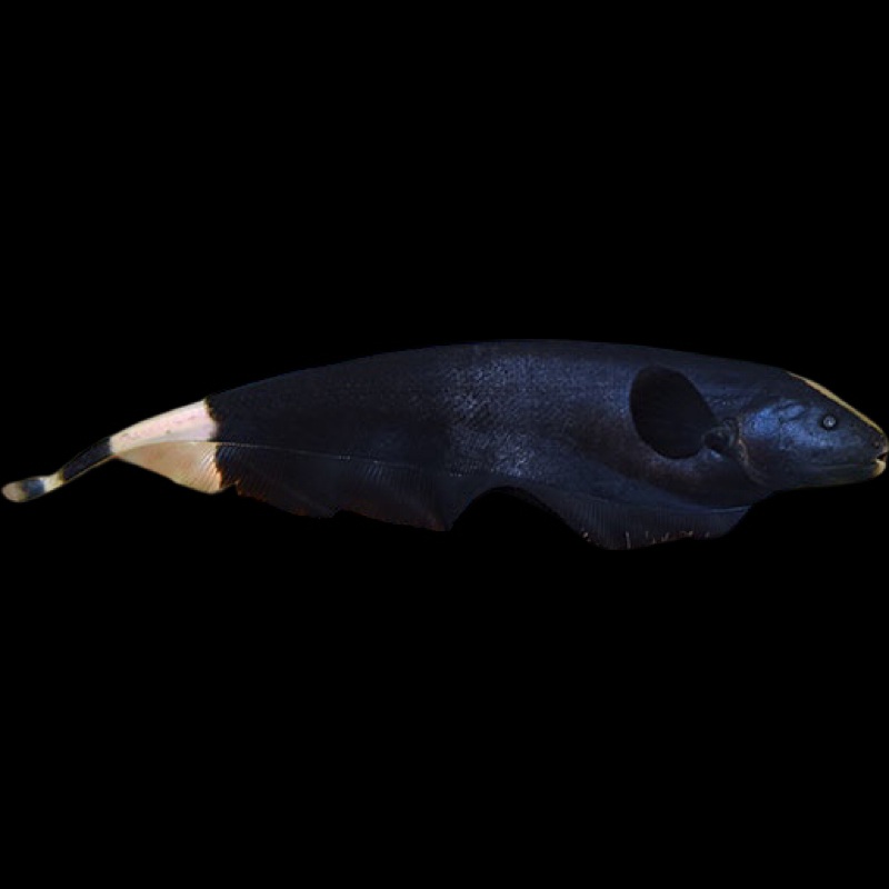 Black Ghost Knifefish