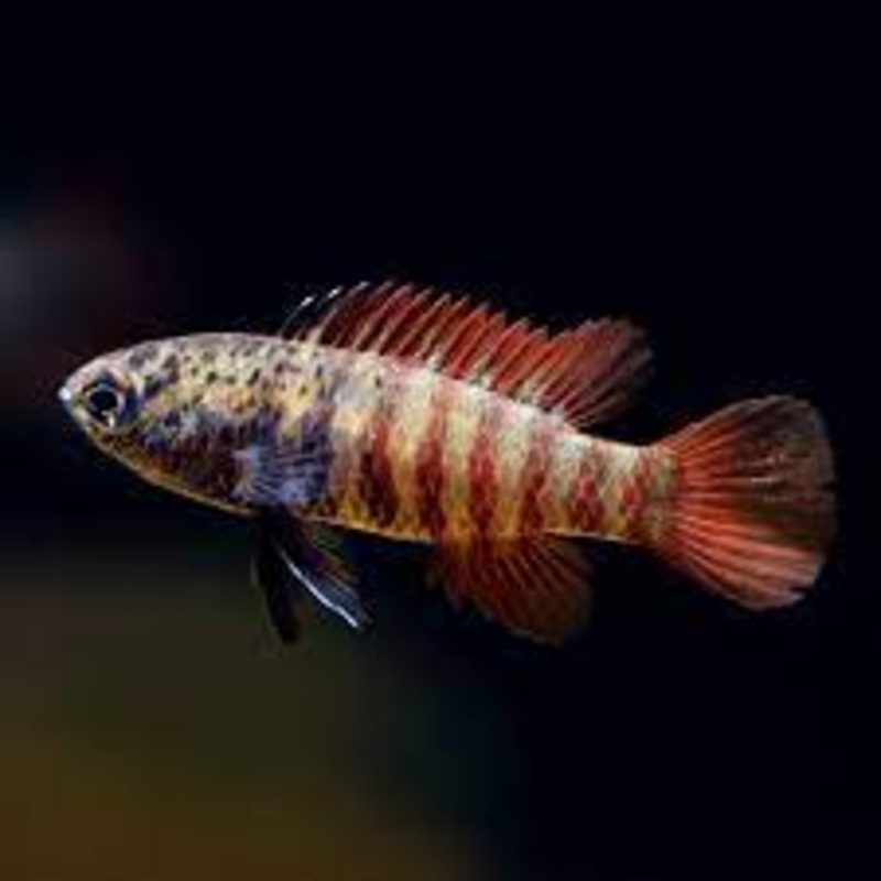 Black Tiger Badis
