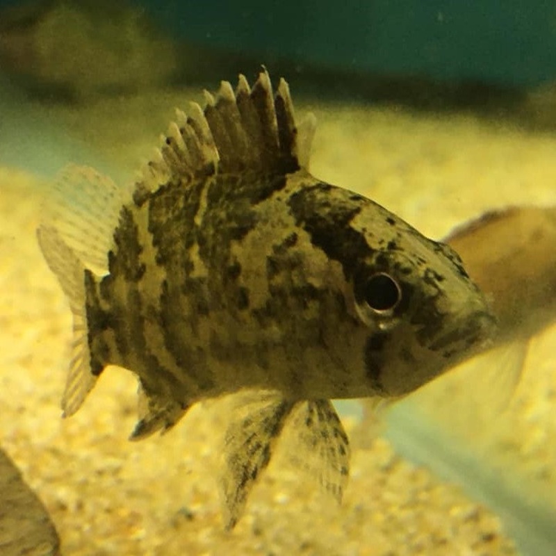 Black Tiger Leaf Fish Nandus