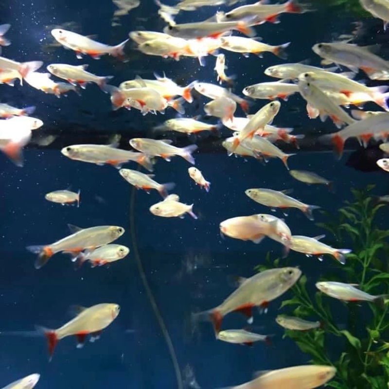 Bloodfin Tetra