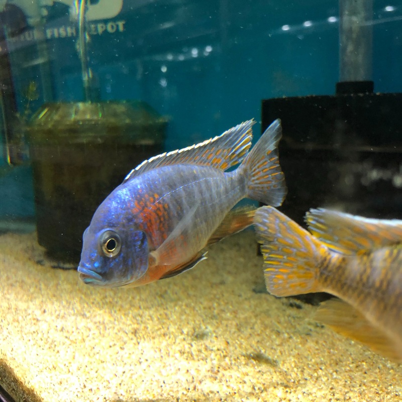 Blue Dragon Peacock Male