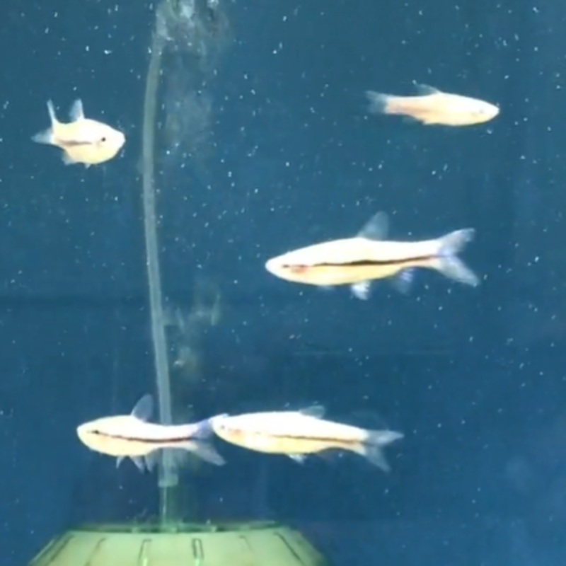 Blue Line Rasbora