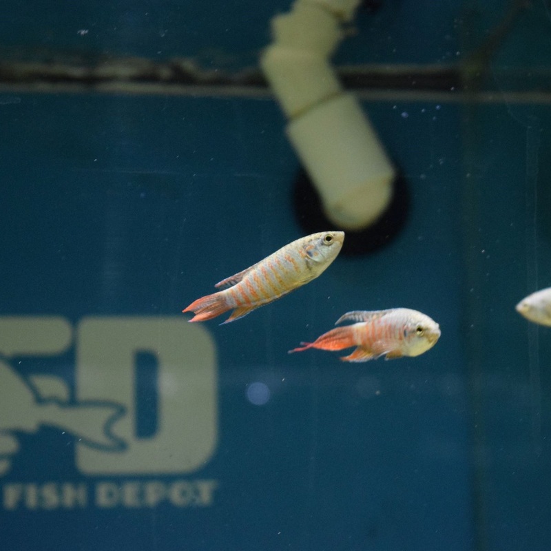 Blue Paradise Fish