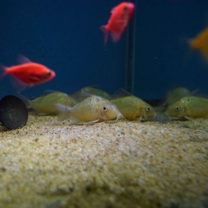 Brochis Splendens Cat