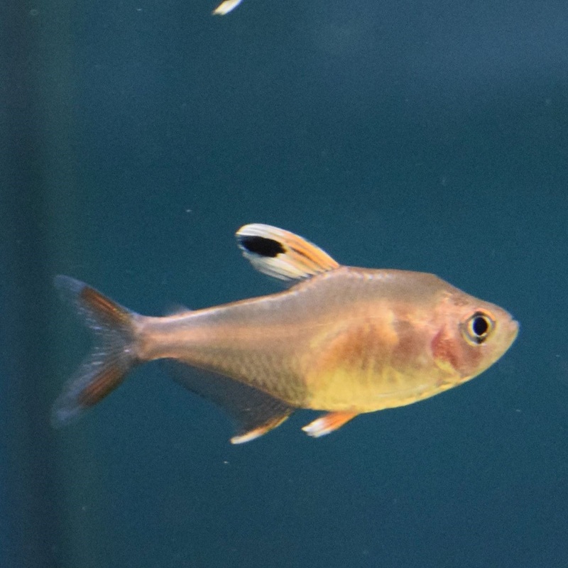 Candy Cane Tetra