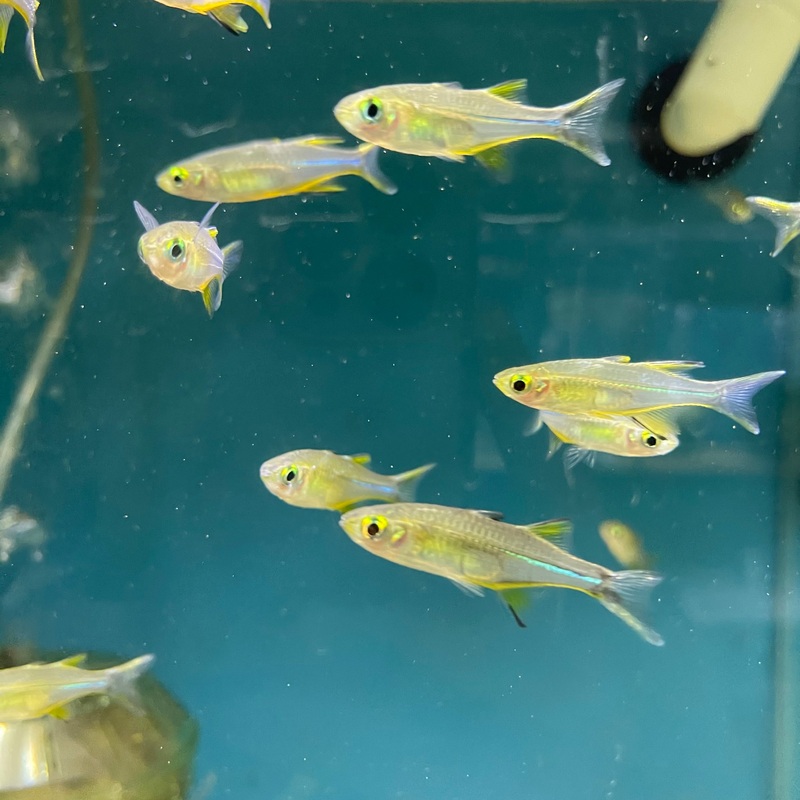 Celebes Rainbow fish