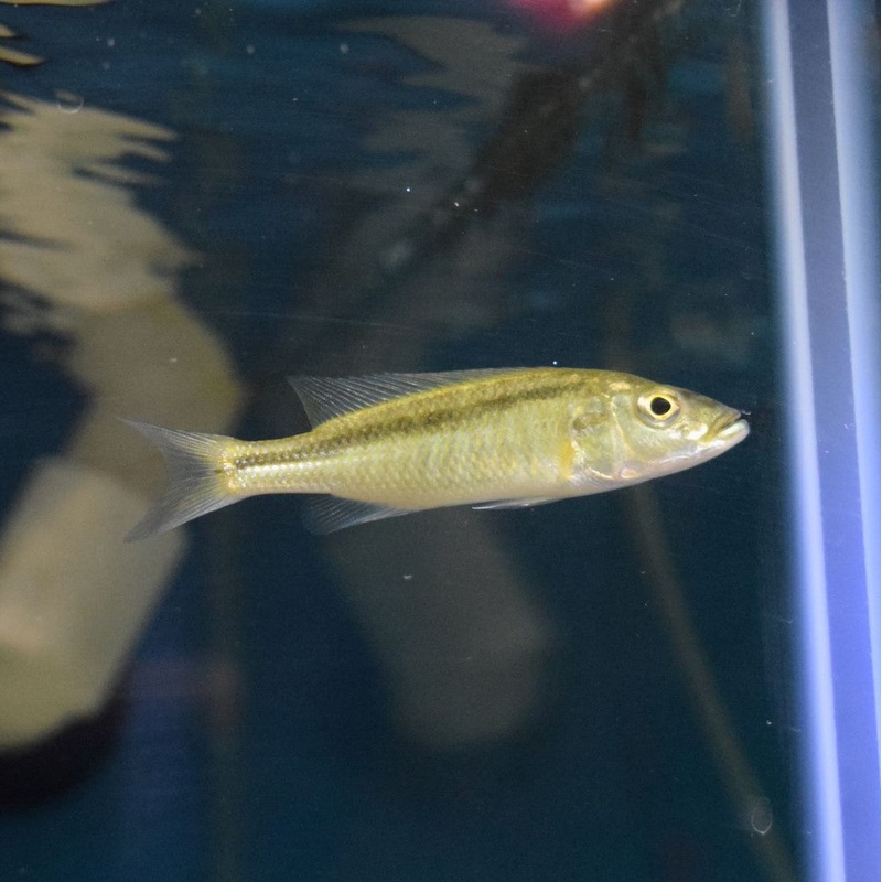 Champsochromis Caeruleus