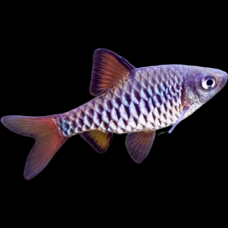 Checkered Barb