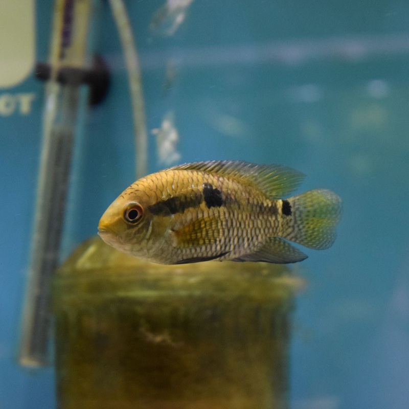 Cichlasoma Dimerus