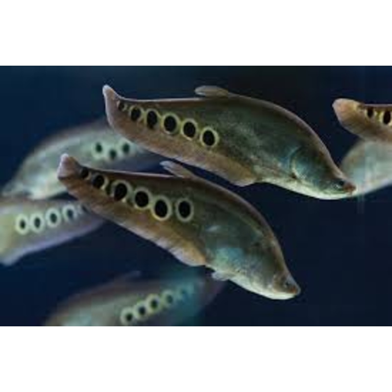 Clown Knifefish - Chitala ornata