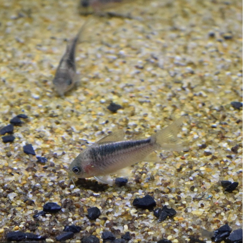 Corydoras Elegans