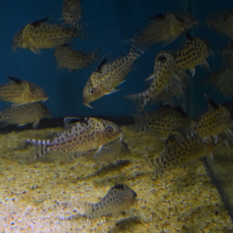 Corydoras Leucomelas