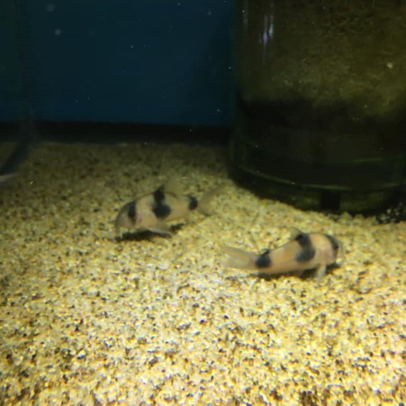 Corydoras Weitzmani