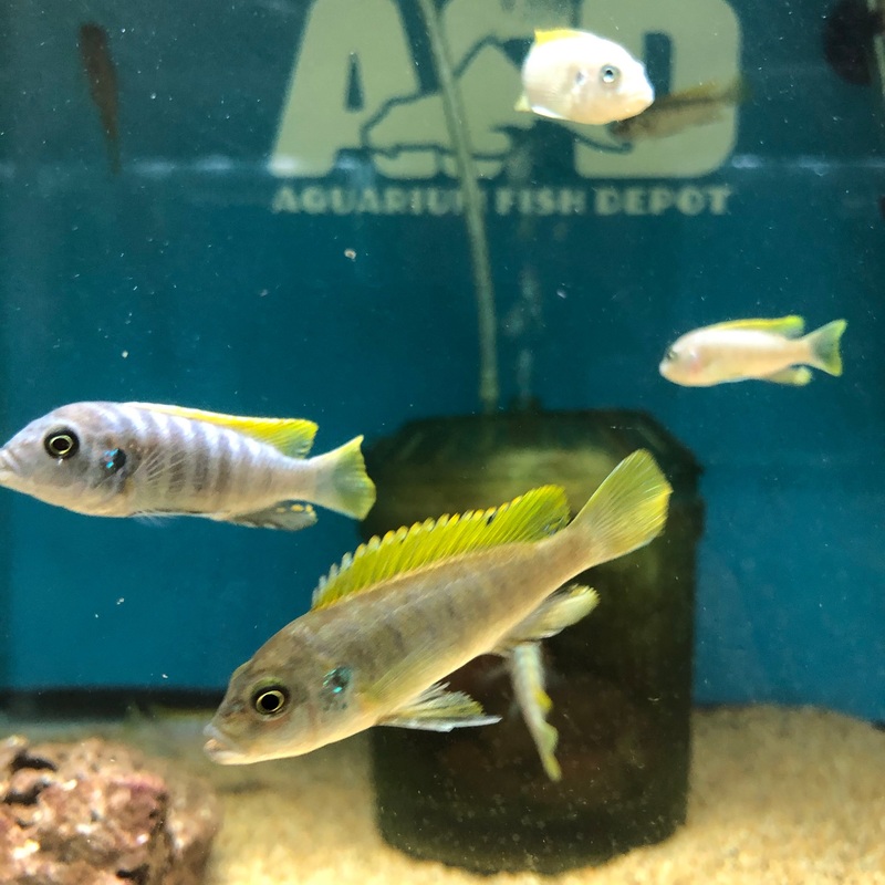 Cynotilapia Afra Jalo Reef Small