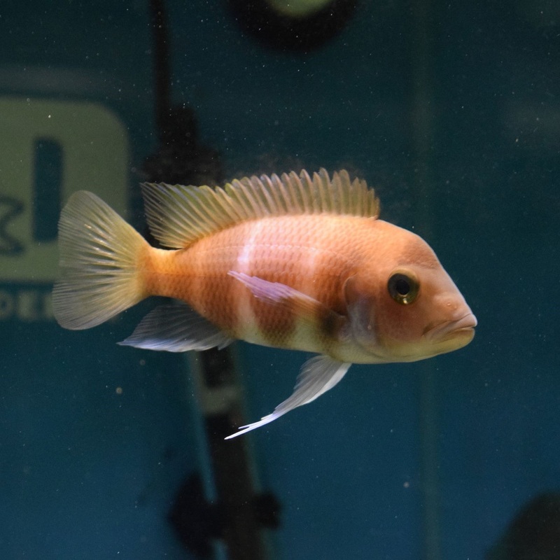 Cyphotilaphia Frontosa Xanthic